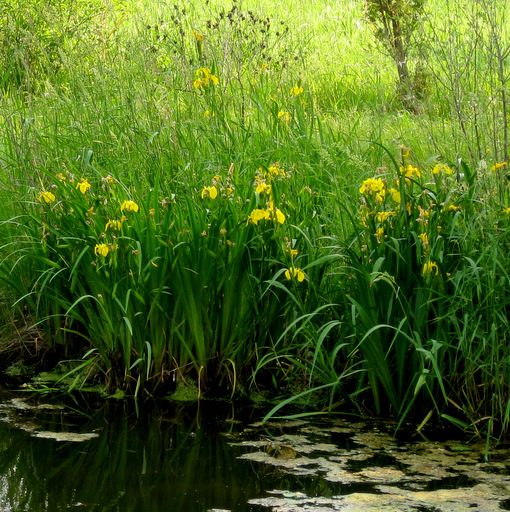 Iris pseudacorus